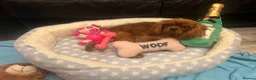 Cavapoo dogs for sale: Cavapoo in Wisbech - Advert 2