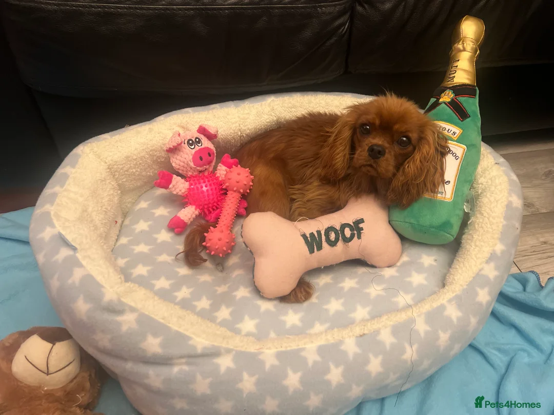 Cavapoo dogs for sale: Cavapoo in Wisbech - Advert 2