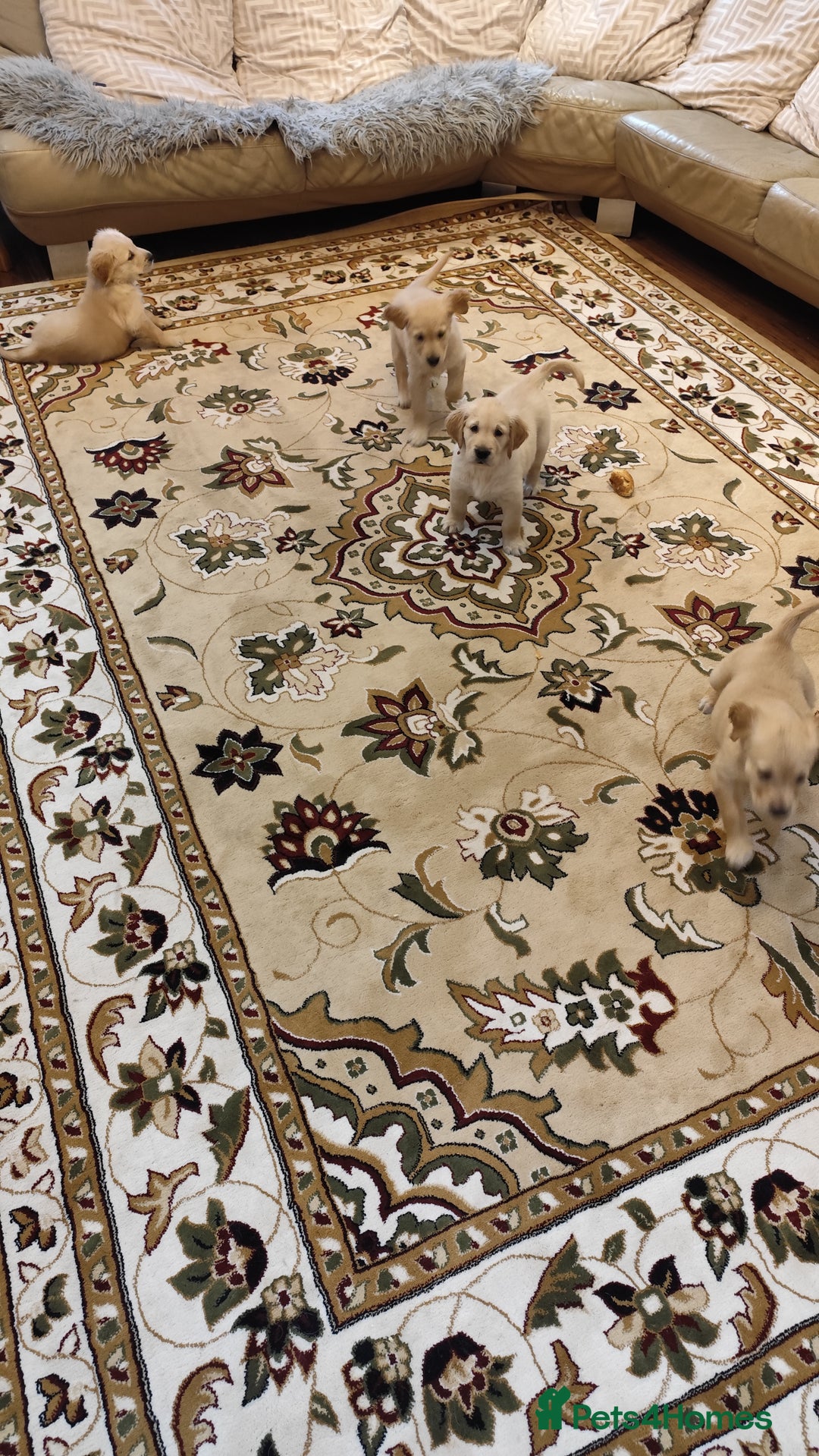 Golden Retriever dogs for sale: Gentle and loving Golden Retriever puppiess  - Image 4