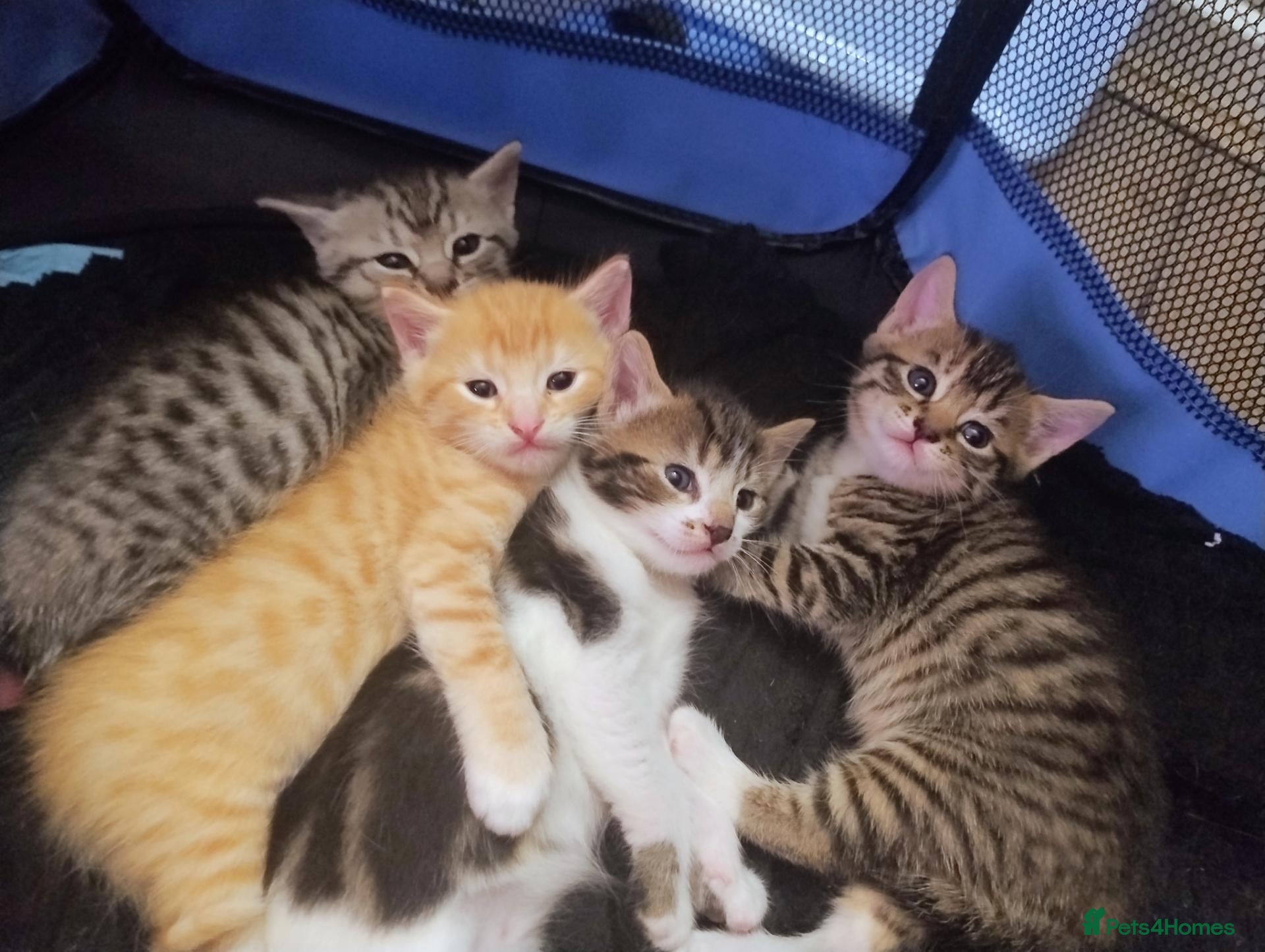 Mixed Breed cats 3 beautiful kittens  - Advert 16