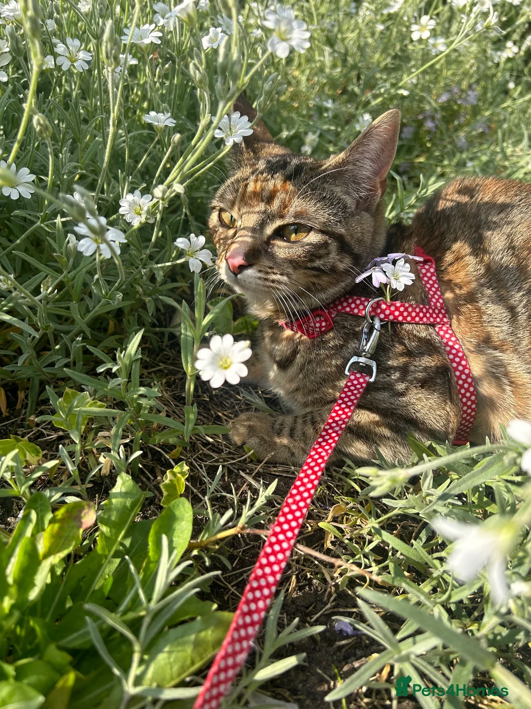 Domestic Shorthair cats for sale: BENGAL CROSS TABBY - Advert 3