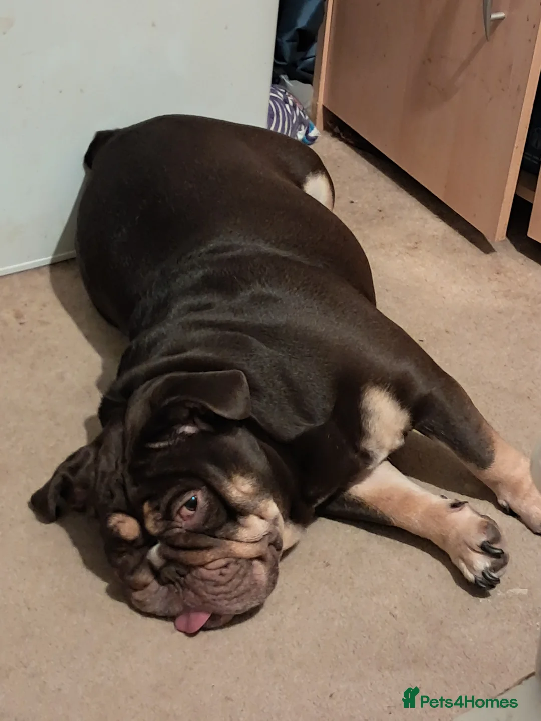 English Bulldog dogs for sale: 3 year old English Bulldog for sale in Drybrook - Advert 2