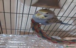 Budgerigars birds for sale: Young budgies - Image 2