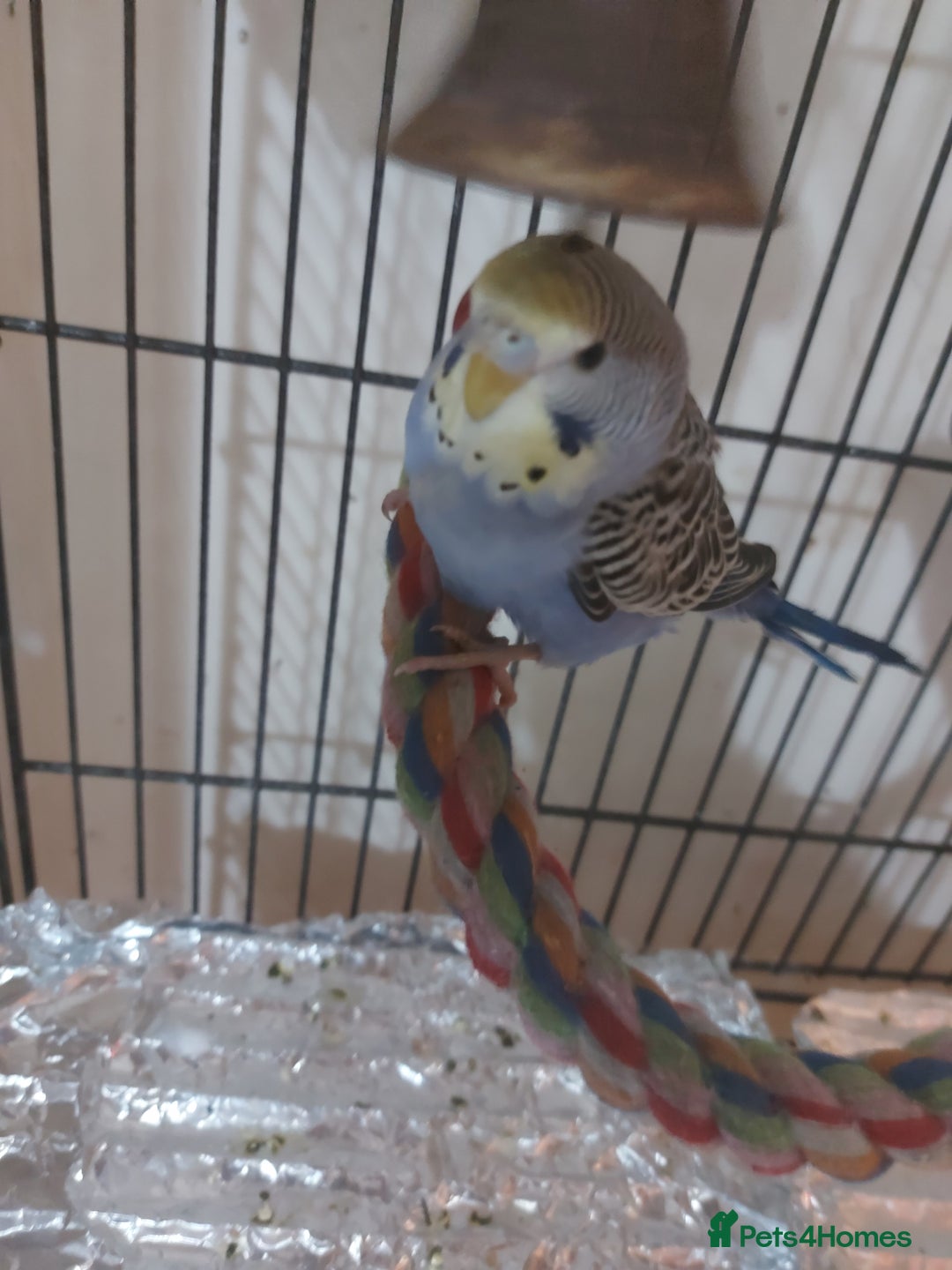 Budgerigars birds for sale: Young budgies - Image 2