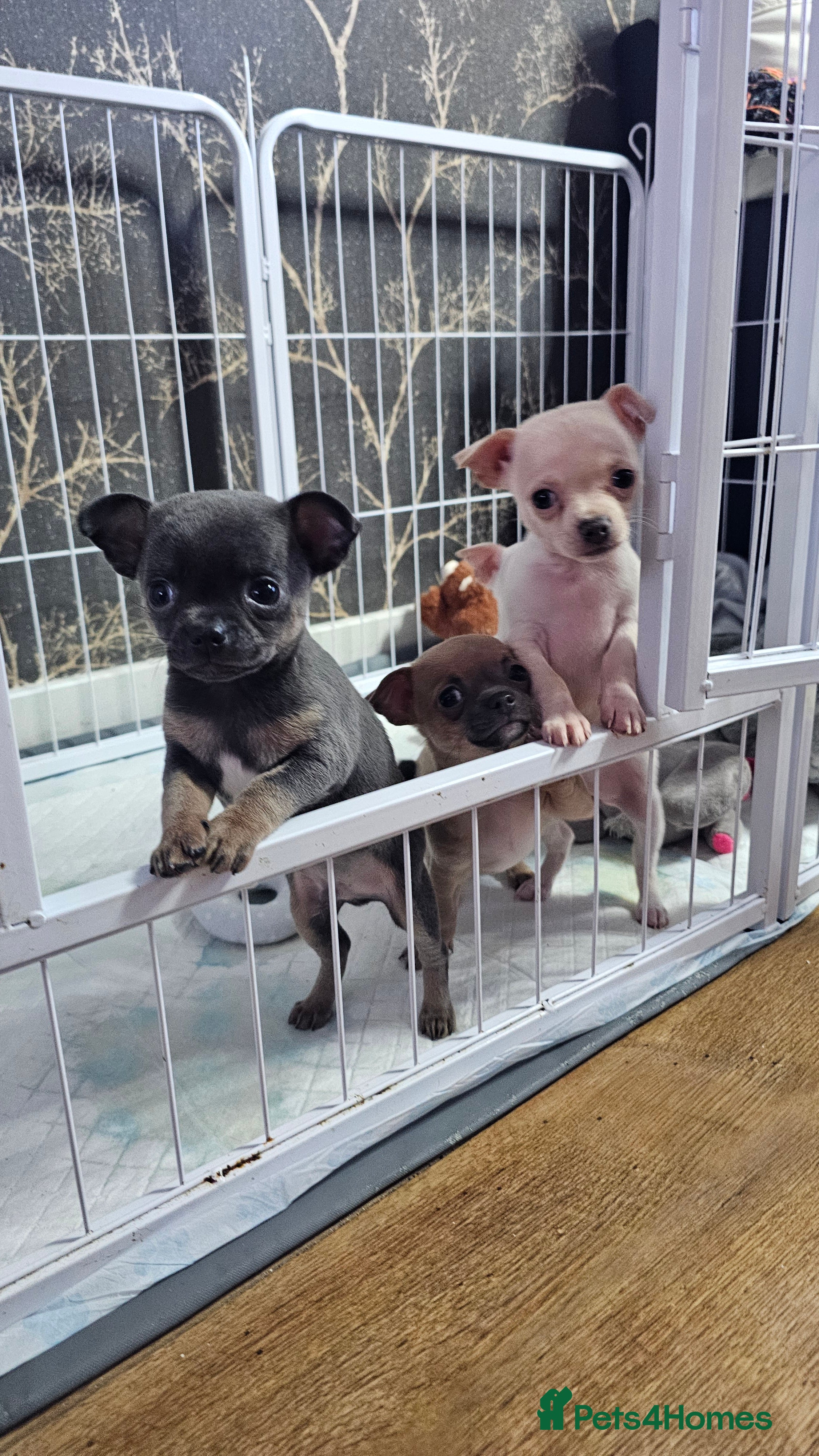 Chihuahua dogs Short coat chihuahuas looking for home 🏡 🐾💓🐶 - Advert 3