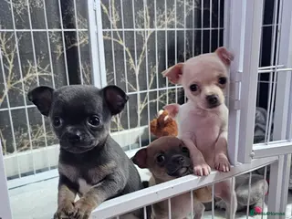 Chihuahua dogs Short coat chihuahuas looking for home 🏡 🐾💓🐶 - Advert 3