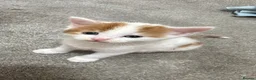 Mixed Breed cats for sale: Kittens for sale  in Bradford - Advert 4