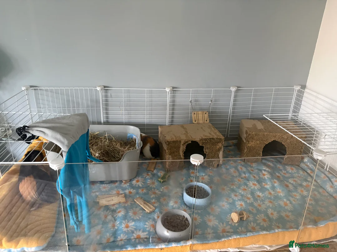 Guinea Pig rodents for sale: 2 male guinea pigs in Chelmsford - Advert 2