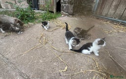 Mixed Breed cats for sale: Lovely well handled kittens - Image 1