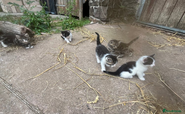 Mixed Breed cats - Advert 1
