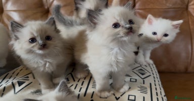 Ragdoll cats - Advert 14