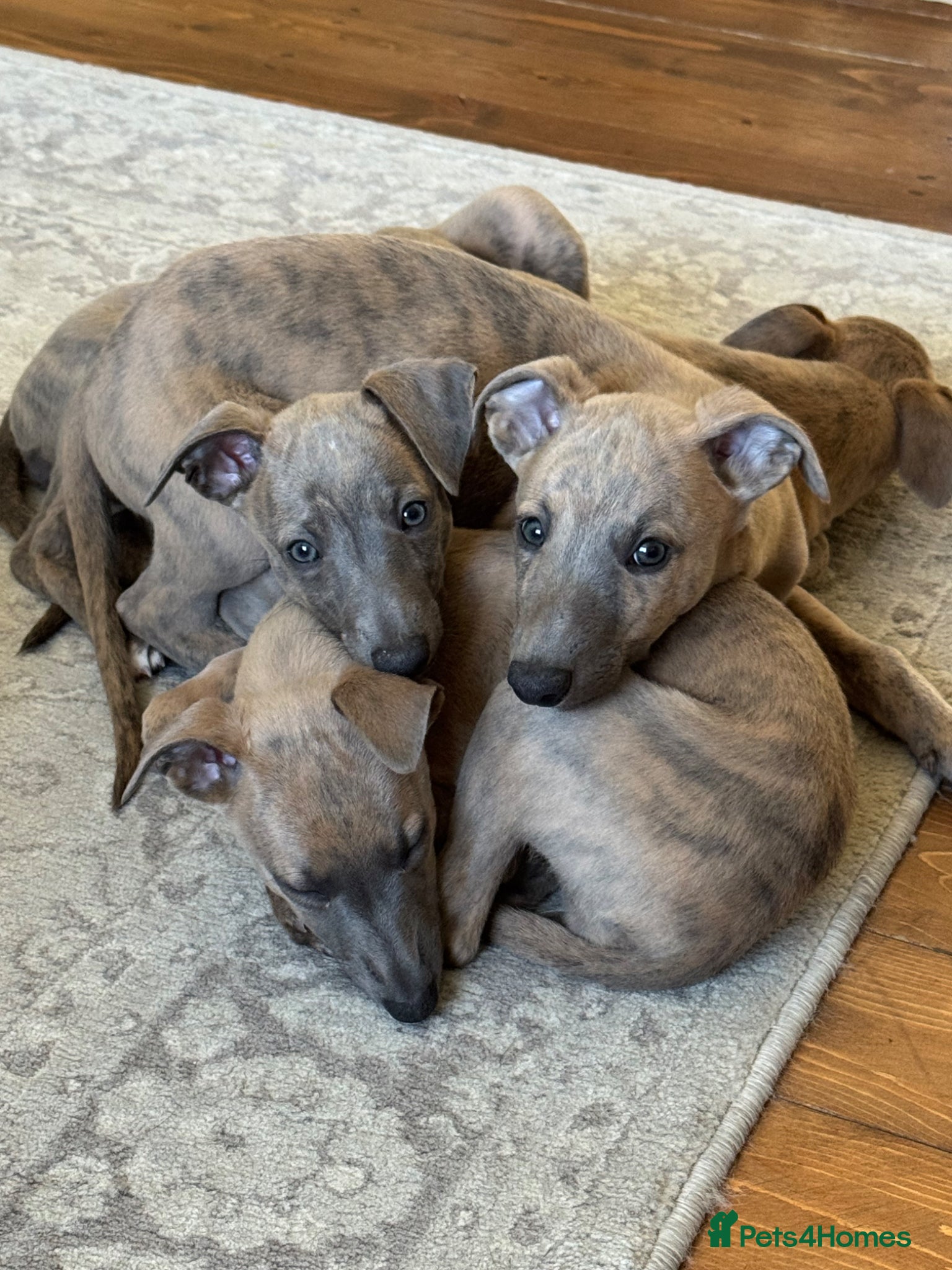 Whippet dogs 6 beautiful blue brindle whippet x Bedlington pups - Advert 1