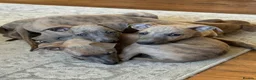 Whippet dogs for sale: 6 beautiful blue brindle whippet x Bedlington pups - Advert 1