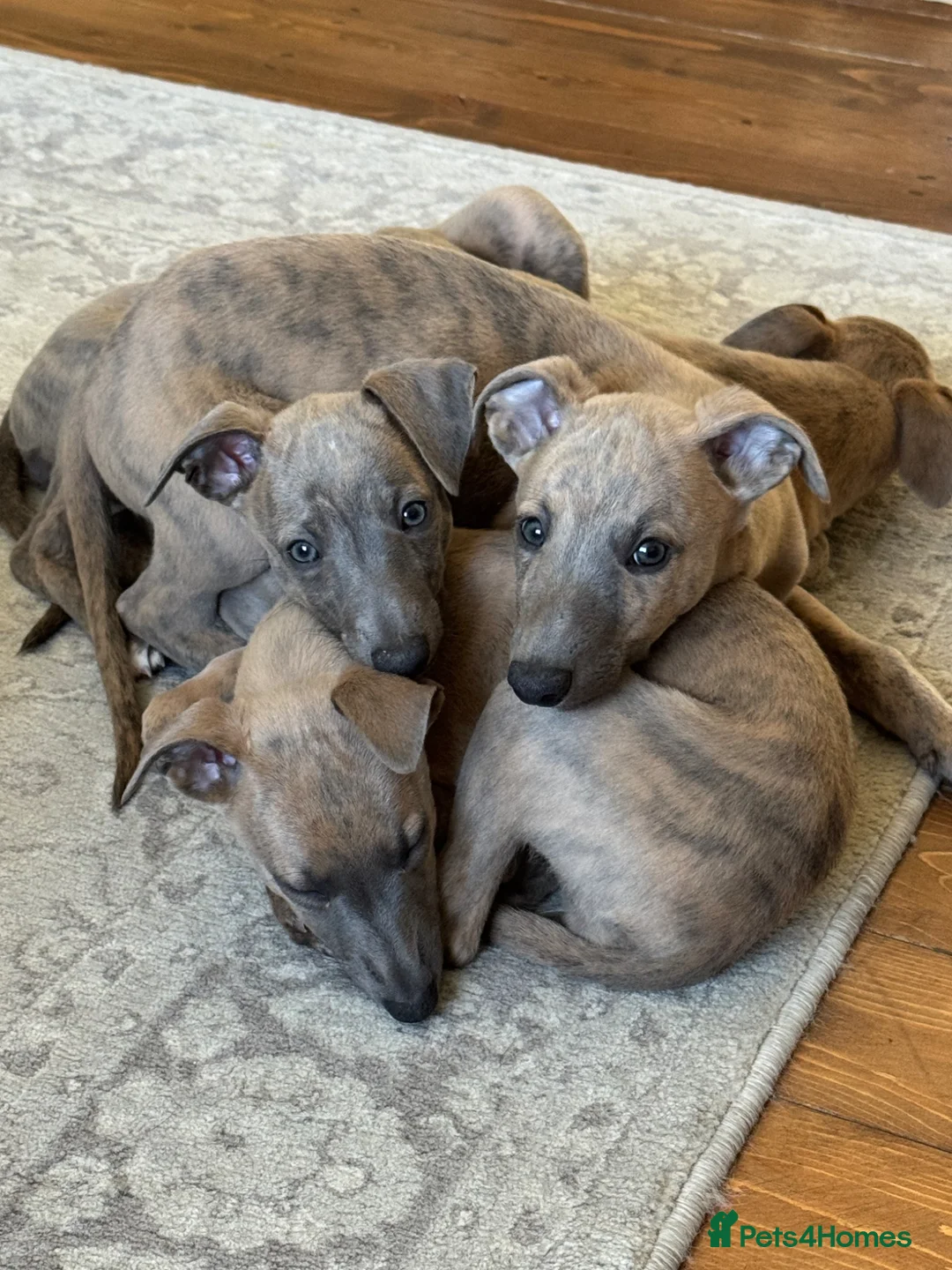 Whippet dogs for sale: 6 beautiful blue brindle whippet x Bedlington pups - Advert 1