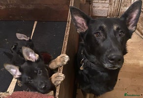 German Shepherd dogs - Advert 3