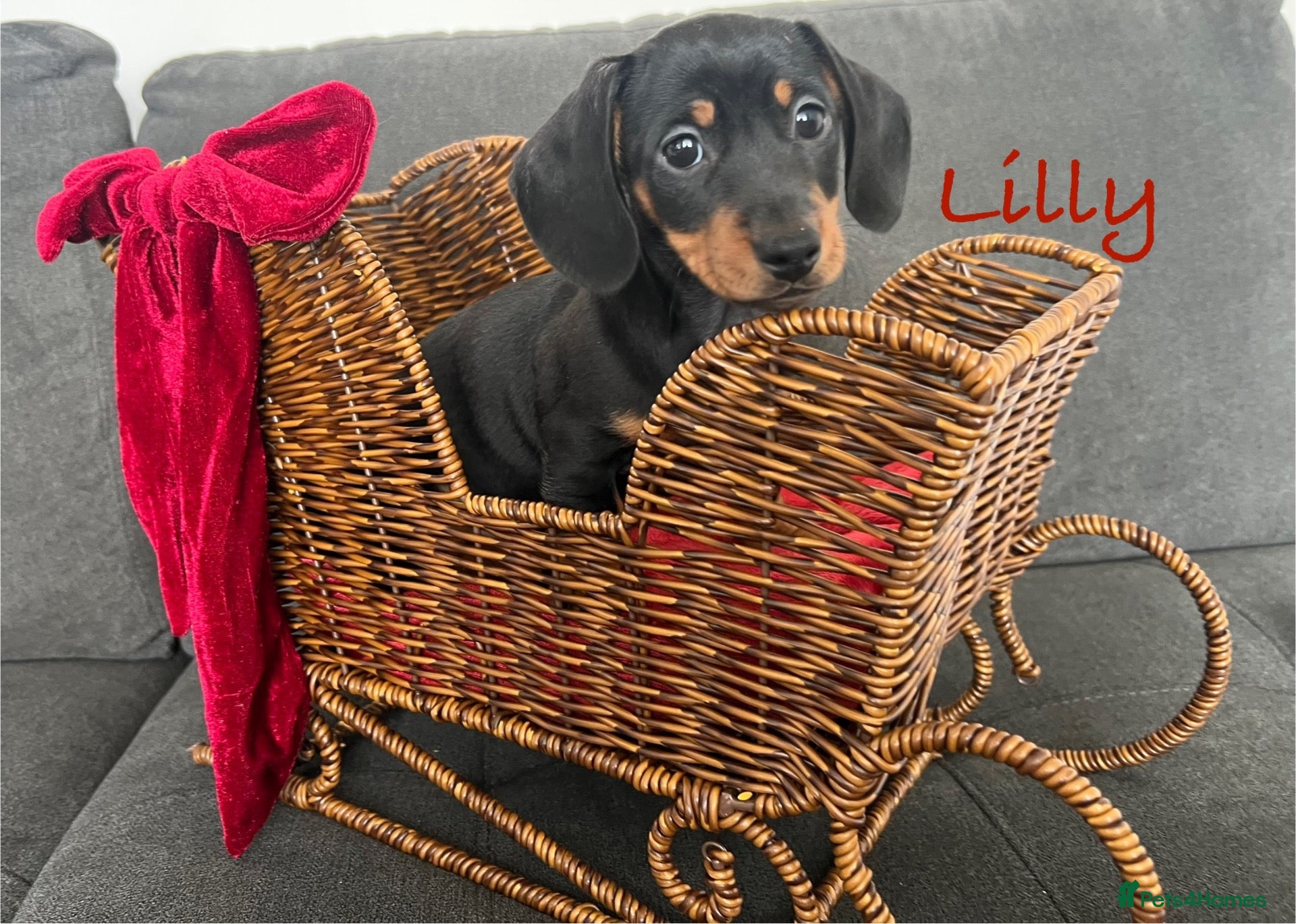 Miniature Dachshund dogs READY NOW! 4 Kc Reg smooth mini dachshund girls  - Advert 20