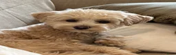 Maltipoo dogs for sale: Gorgeous rare colour Maltipoo pups - Advert 3