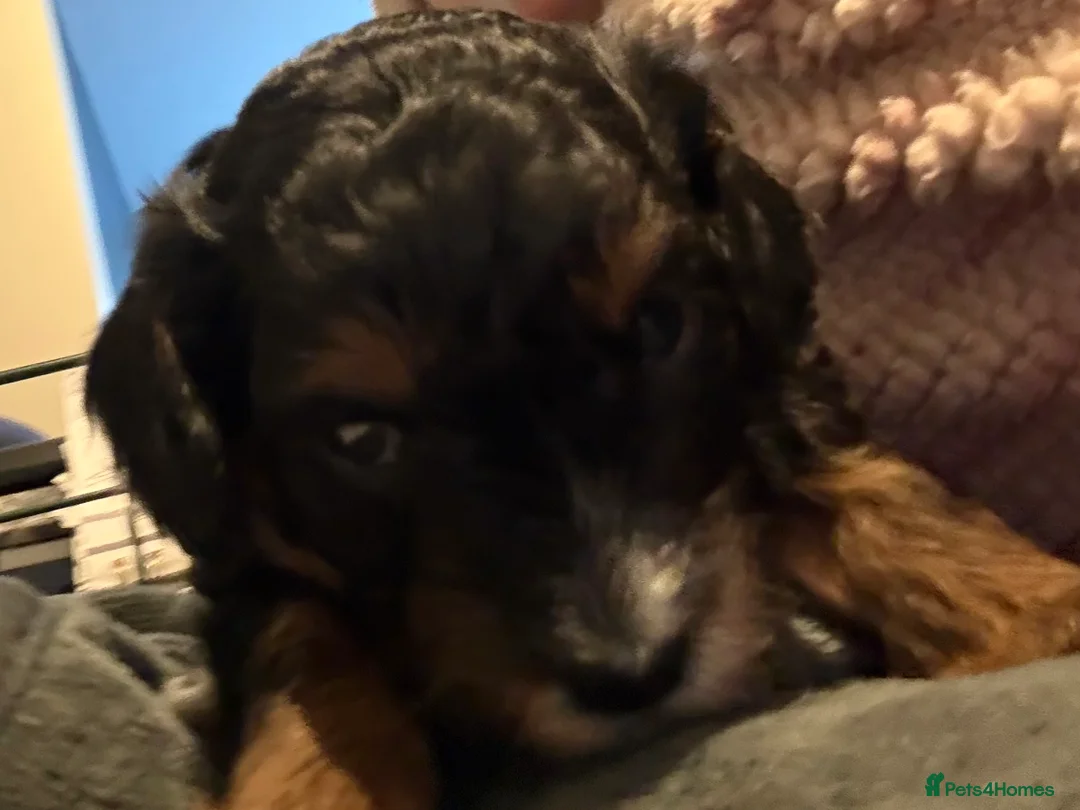 Cavapoo dogs for sale: Beautiful F1b Cavapoo Puppies - Only 3 left  - Advert 26