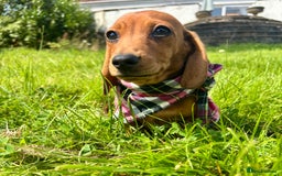 Miniature Dachshund dogs for sale: BEAUTIFUL KC REG & PRA CLEAR MINIS - 0% inbreeding - Image 22