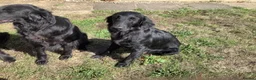 Flat coated Retriever dogs for sale: Working flat coated retrievers  - Advert 4