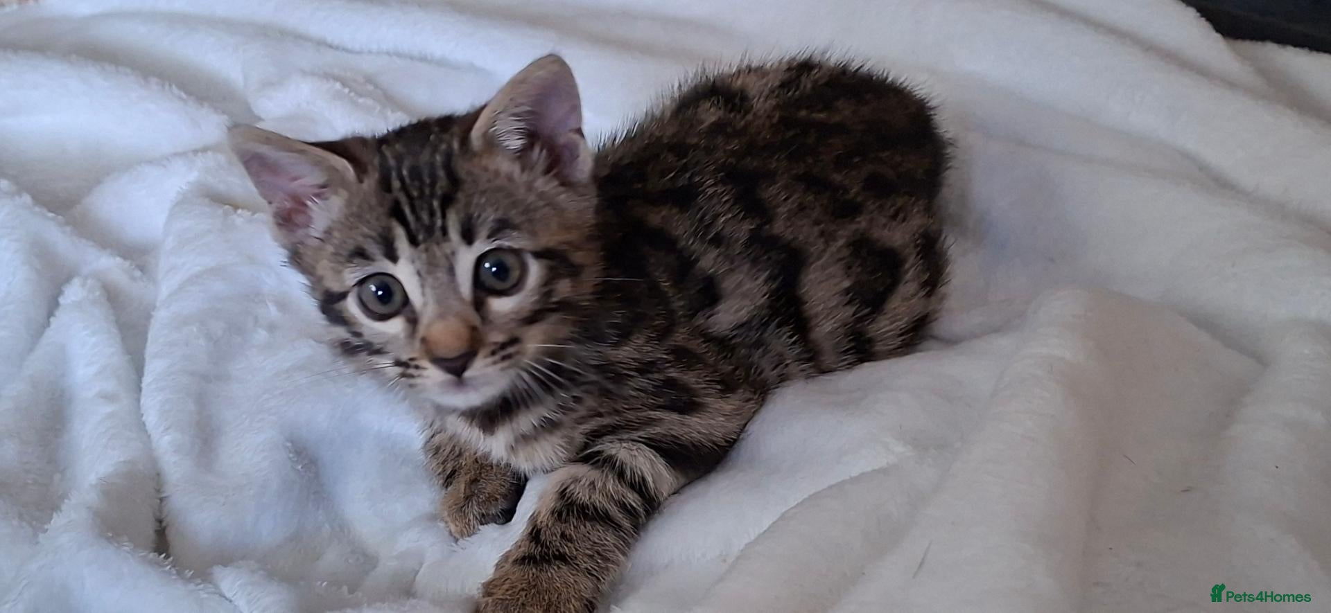 Bengal cats Stunning Bengal kitten  - Advert 1