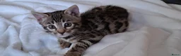 Bengal cats for sale: Stunning Bengal kitten  - Advert 1