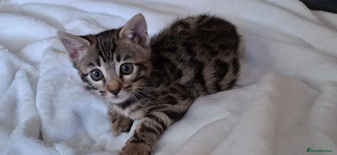 Bengal cats for sale: Stunning Bengal kitten  - Advert 1