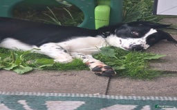 Border Collie dogs for sale: 7 Month Old Border Collie - Image 2