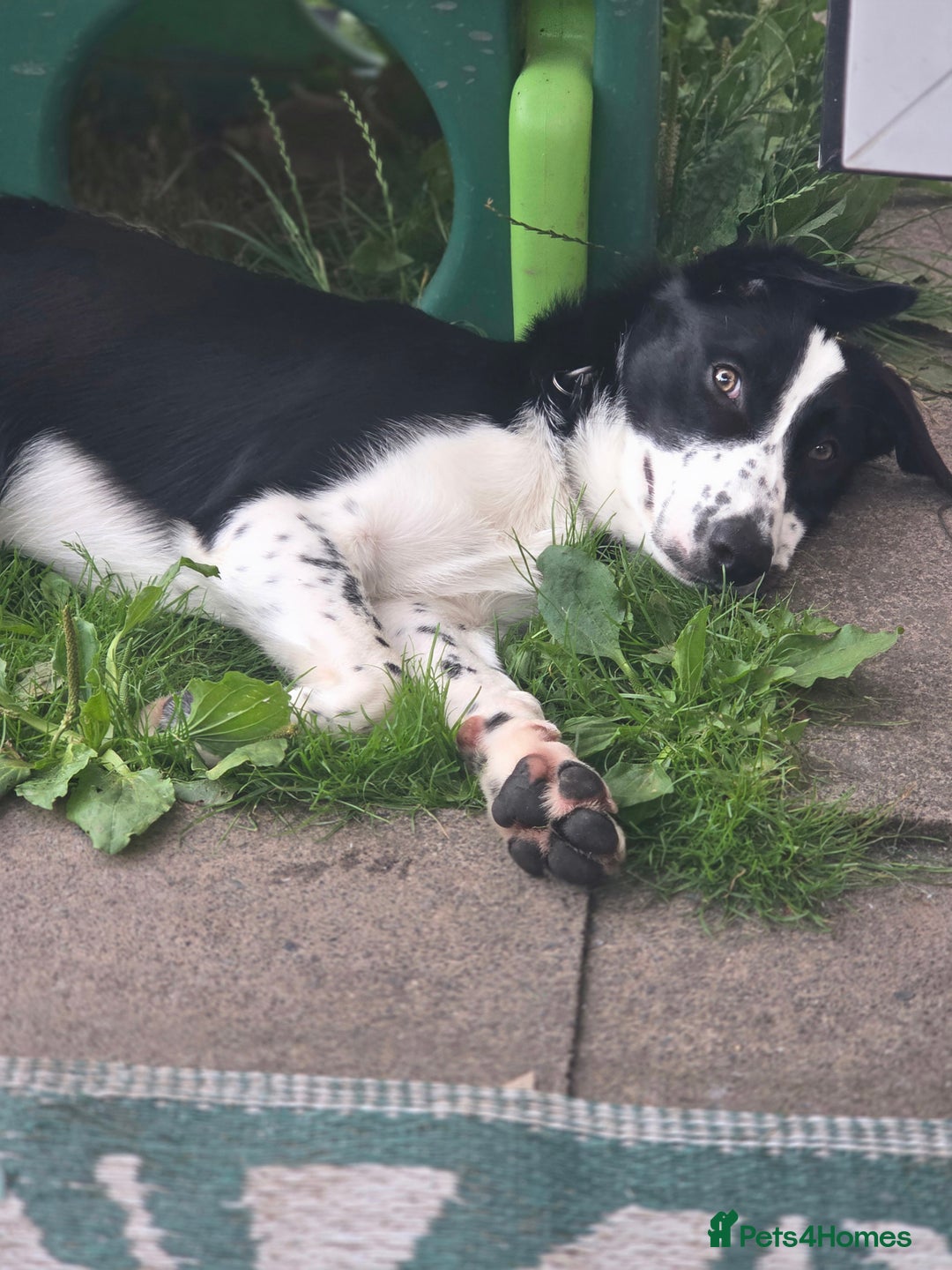Border Collie dogs for sale: 7 Month Old Border Collie - Image 2