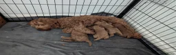 Cockapoo dogs for sale: Cockapoo puppies Red and Brown - Advert 5