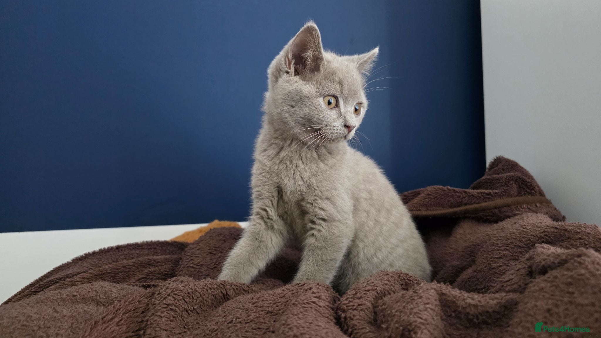 British Shorthair cats Pedegree Lilac gorgeous BSH short hair - Advert 2