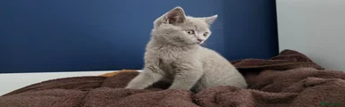 British Shorthair 1