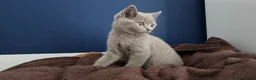 British Shorthair cats for sale: Pedegree Lilac gorgeous BSH short hair - Advert 1