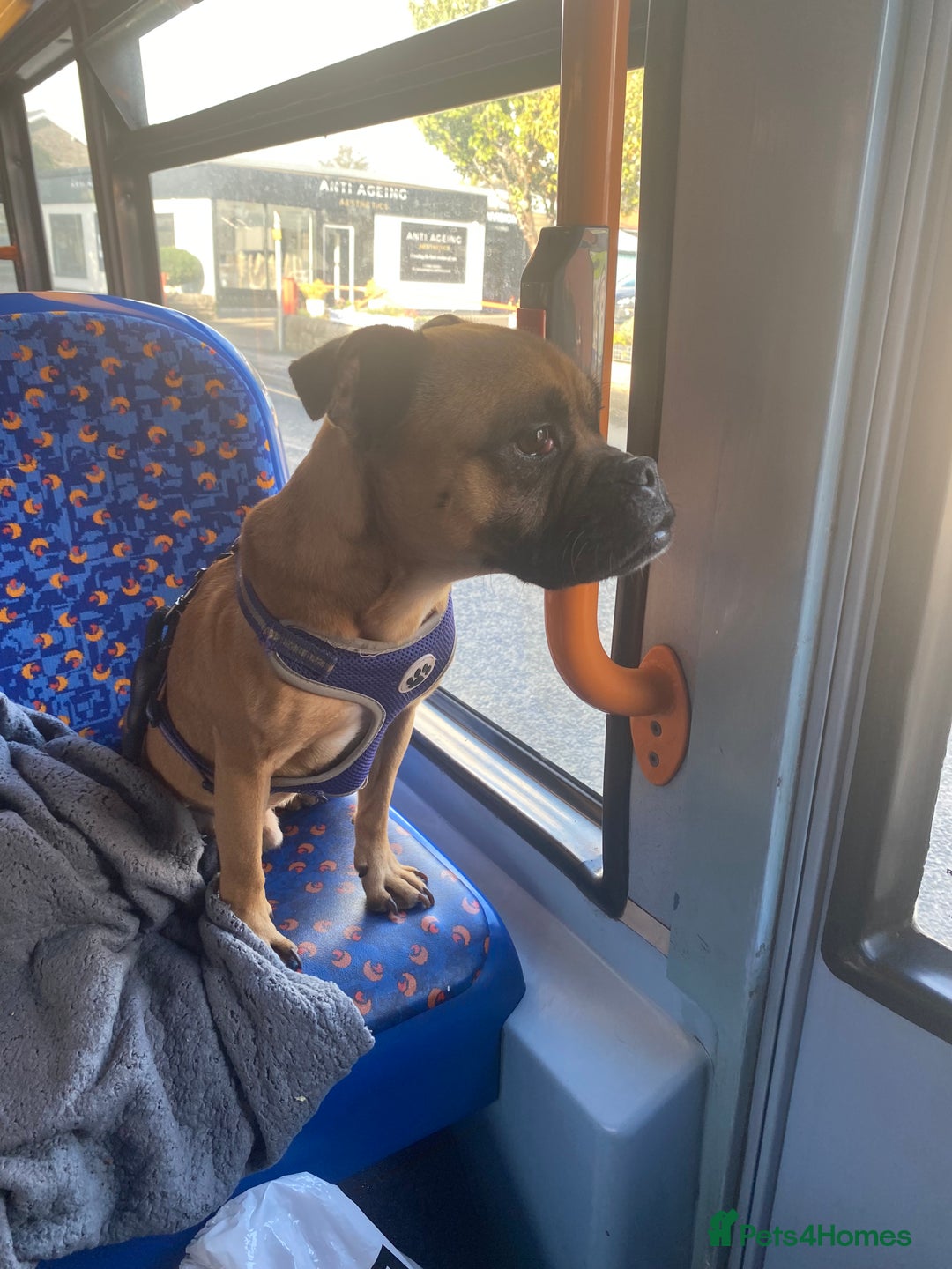 Mixed Breed dogs for sale: Elvis - Image 3