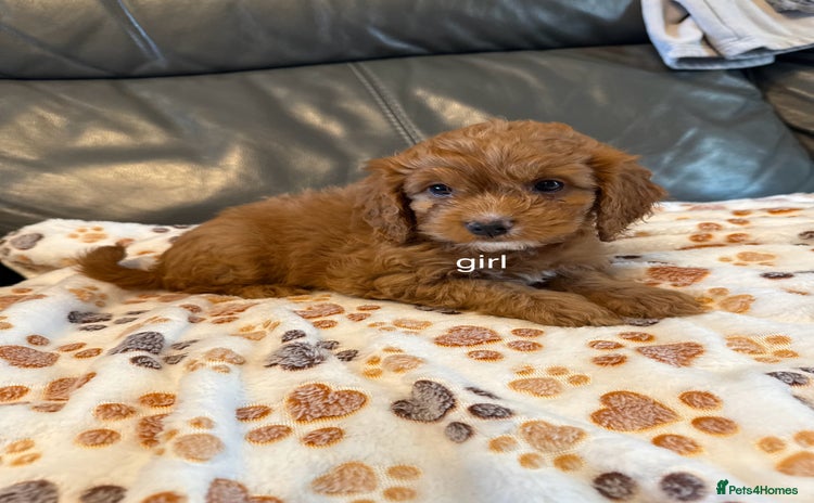Cockapoo dogs - Advert 2