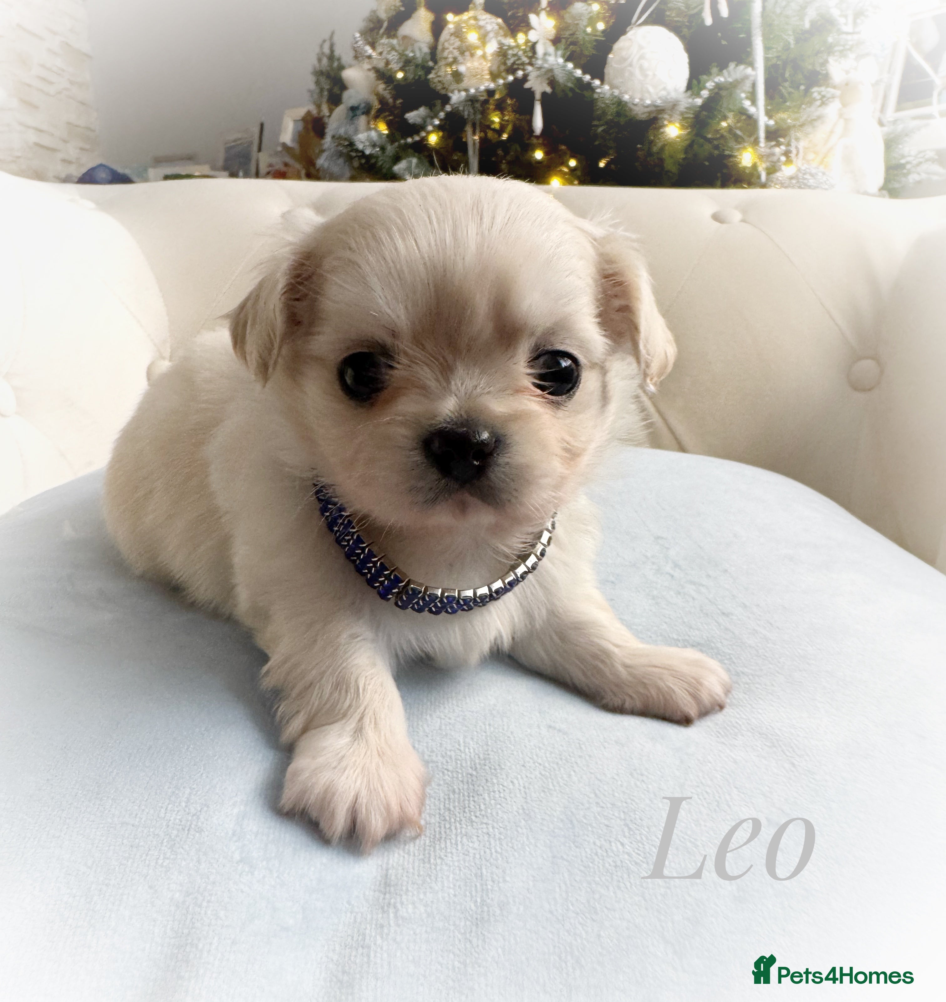 Chihuahua dogs KC long coat cream boy pet  - Advert 2