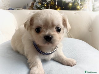 Chihuahua dogs KC long coat cream boy pet - Advert 1