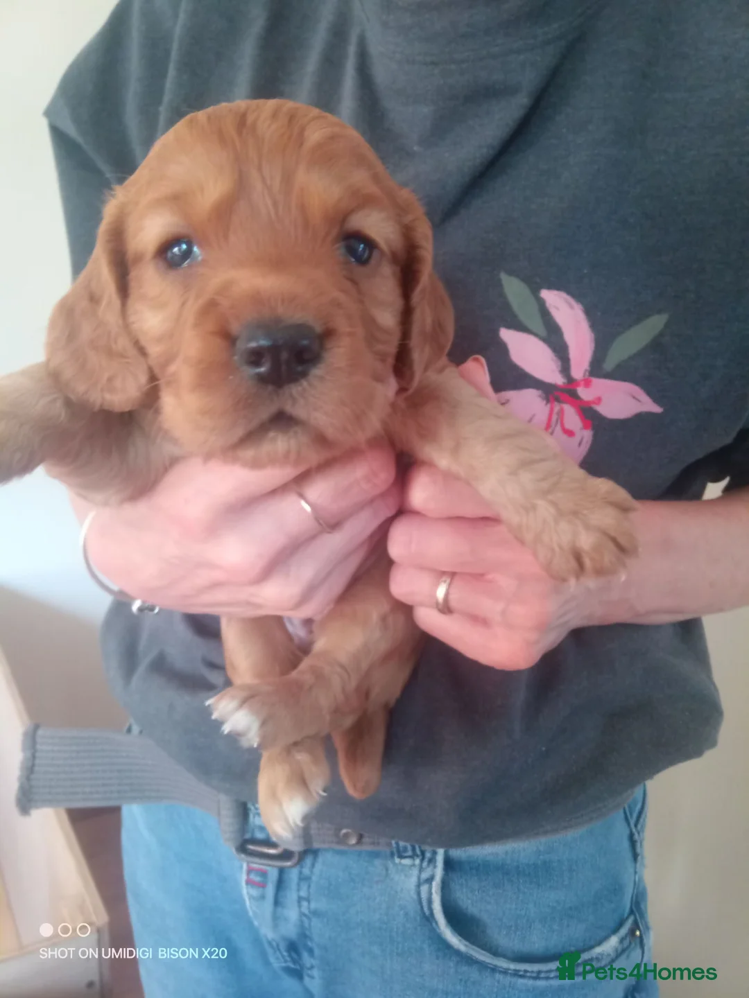 Cocker Spaniel dogs for sale: Working cocker spaniel pup's,sire is ft champion in Stoke-on-Trent - Advert 2