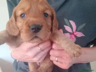 Cocker Spaniel dogs Working cocker spaniel pup's,sire is ft champion - Advert 2