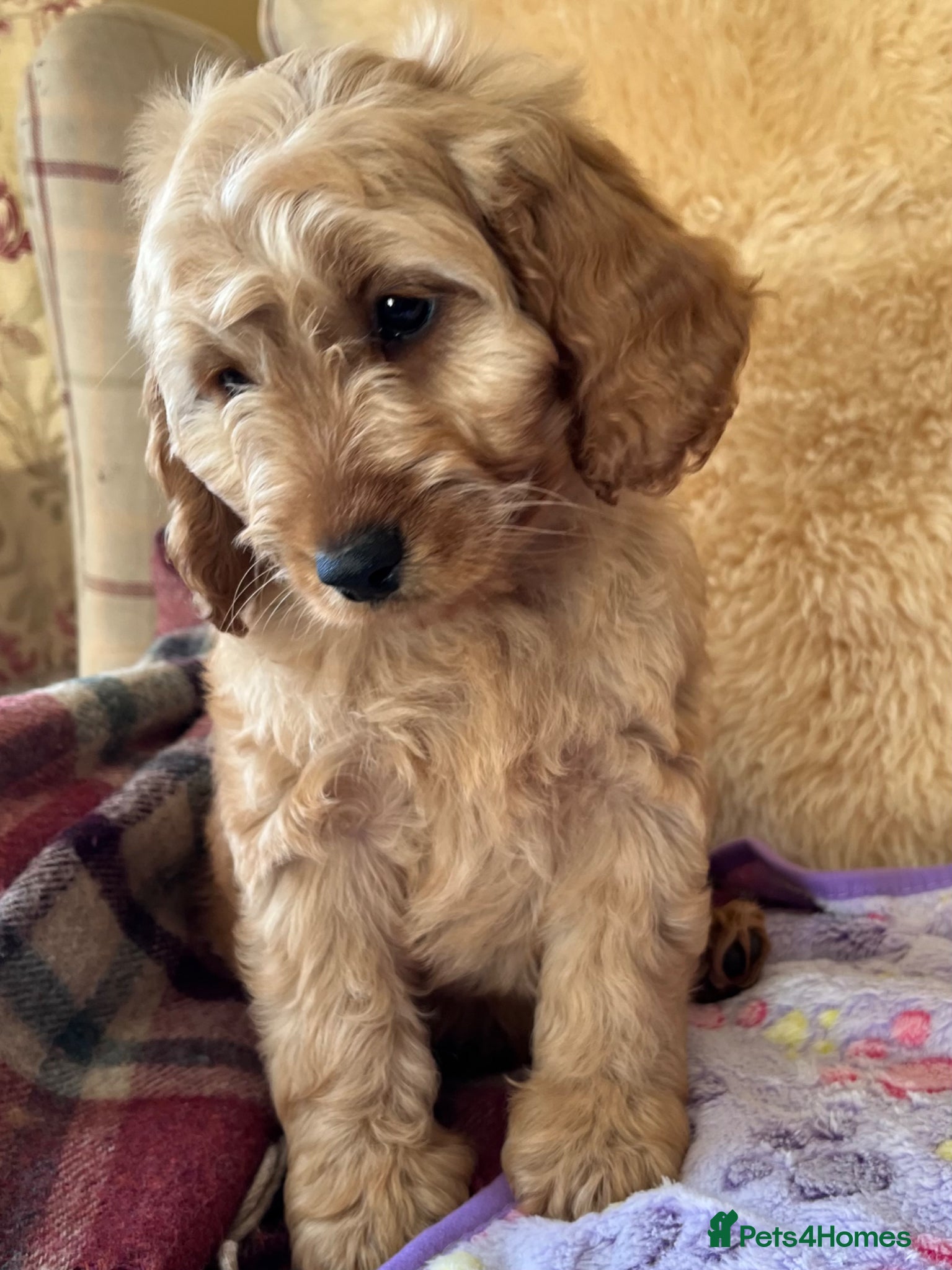 Cockapoo dogs 💙 One little boy Ready Now 💙 - Advert 4
