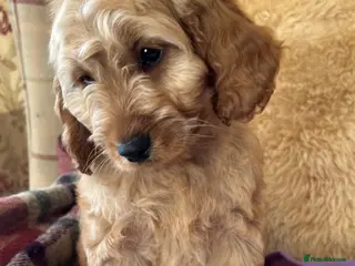 Cockapoo dogs 💙 One little boy Ready Now 💙 - Advert 4