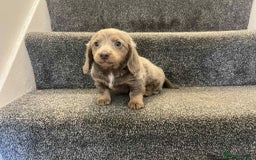 Miniature Dachshund dogs for sale: ISABELLA  LONGHAIRED  GIRL 💗💗💗 - Image 3
