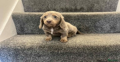 Miniature Dachshund dogs - Advert 7