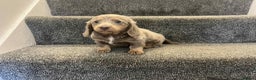 Miniature Dachshund dogs for sale: ISABELLA  LONGHAIRED  GIRL 💗💗💗 - Advert 3