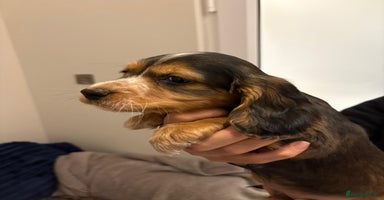 Cocker Spaniel dogs Show type KC and DNA health tested parents  - Advert 5