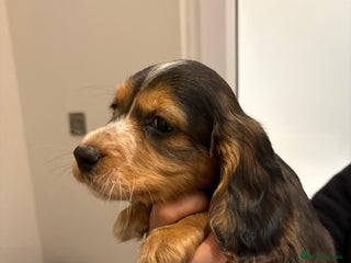 Cocker Spaniel dogs Show type KC reg and DNA health tested parents - Advert 1