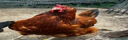 Chickens poultry for sale: 3 point of lay hens and 2 grower hens  - Advert 3