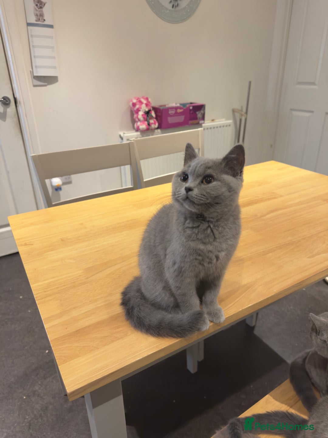 British Shorthair cats for sale: Gorgeous British Shorthair Kittens Chunky, Loving  - Image 6