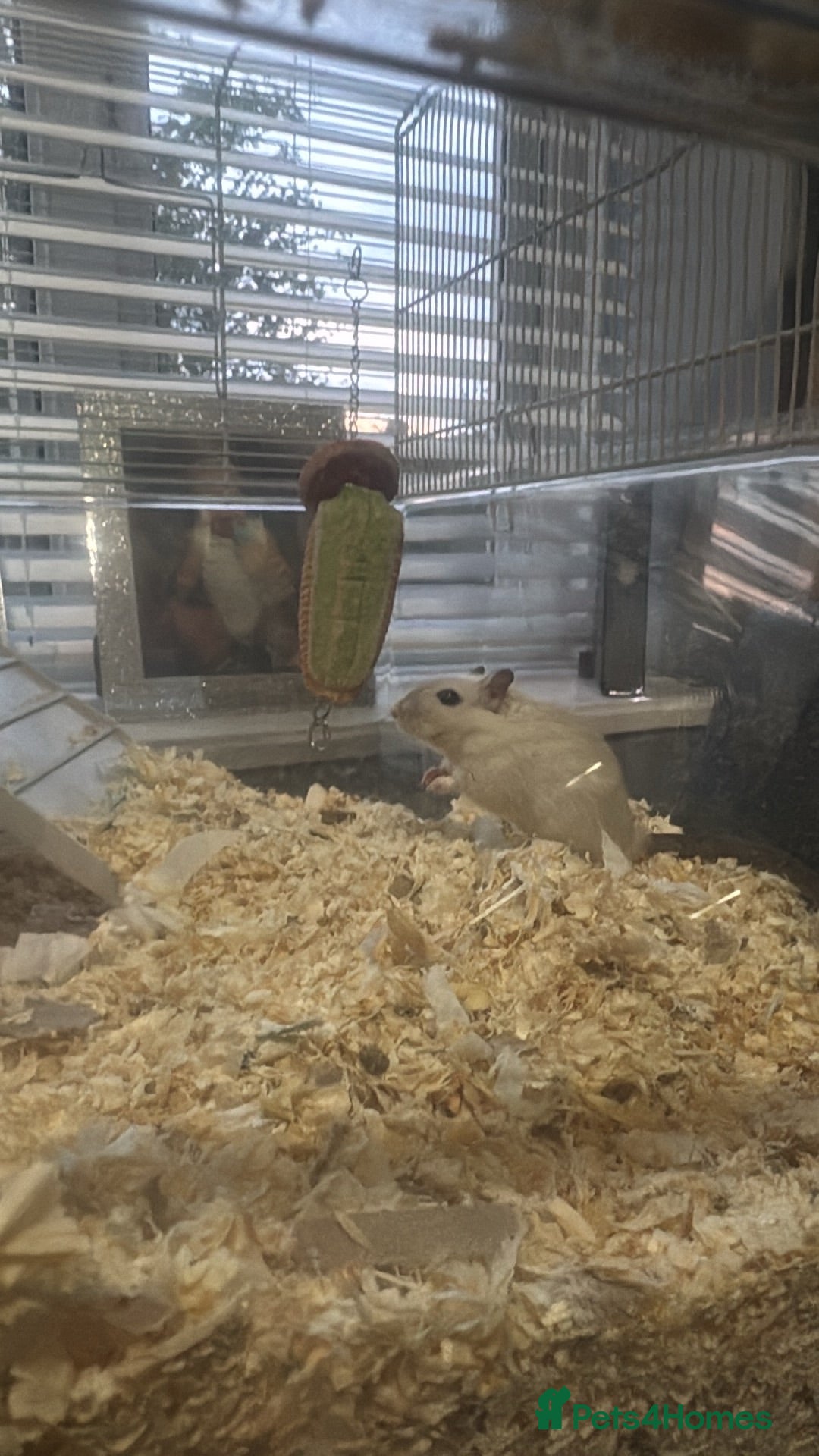Gerbil rodents 2 female gerbils  - Advert 1