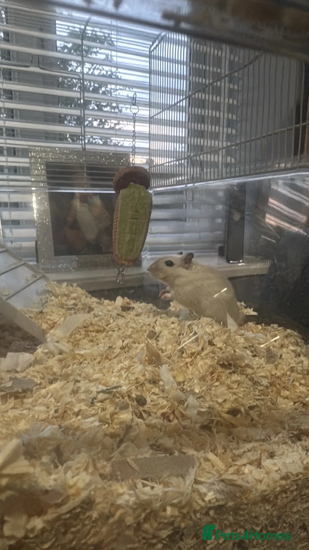 Gerbil rodents for sale: 2 female gerbils  - Advert 1